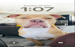 Mixed Breed dogs for sale: American bull dog mix - Image 6