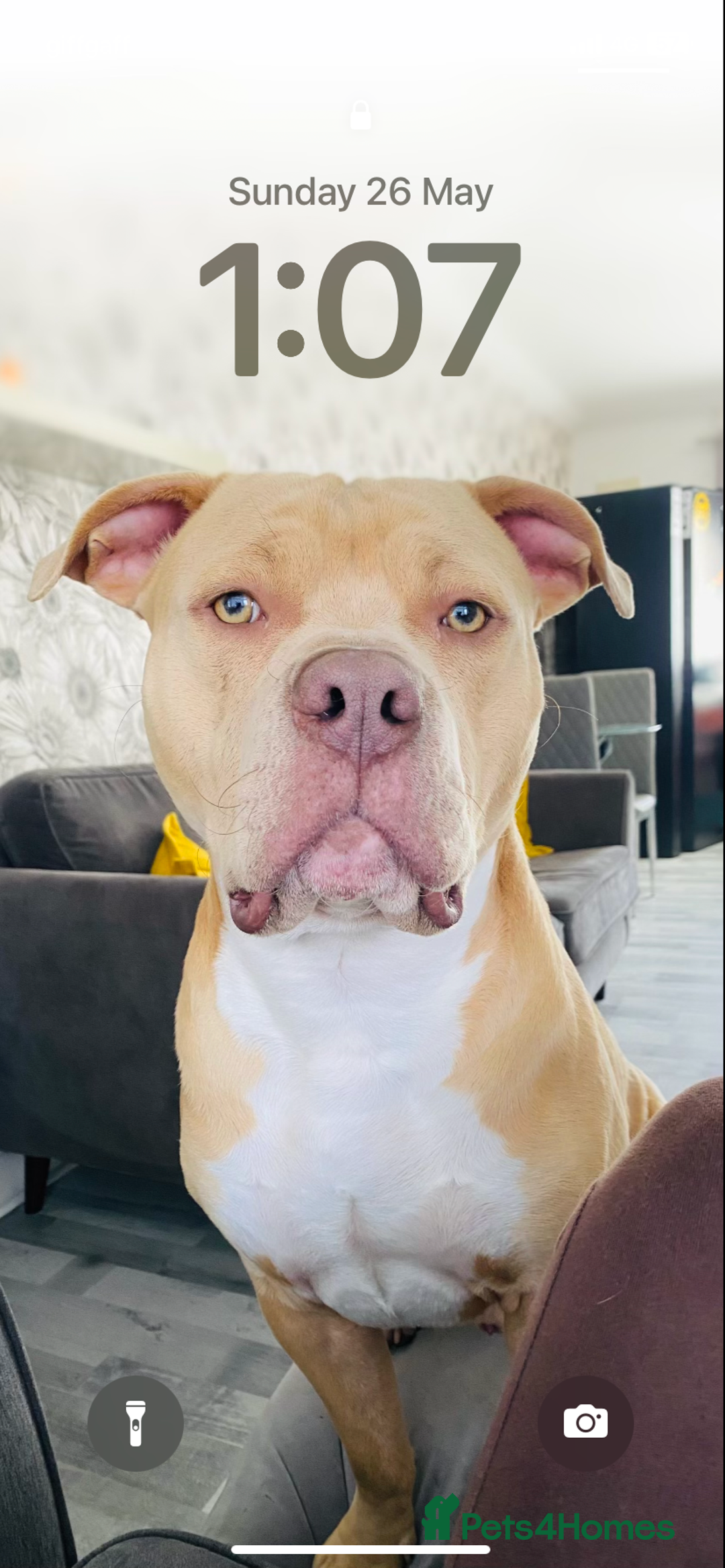 Mixed Breed dogs for sale: American bull dog mix - Image 6