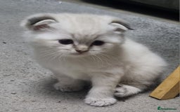 Scottish Fold cats for sale: Scottish Fold kittens x3 - Image 5
