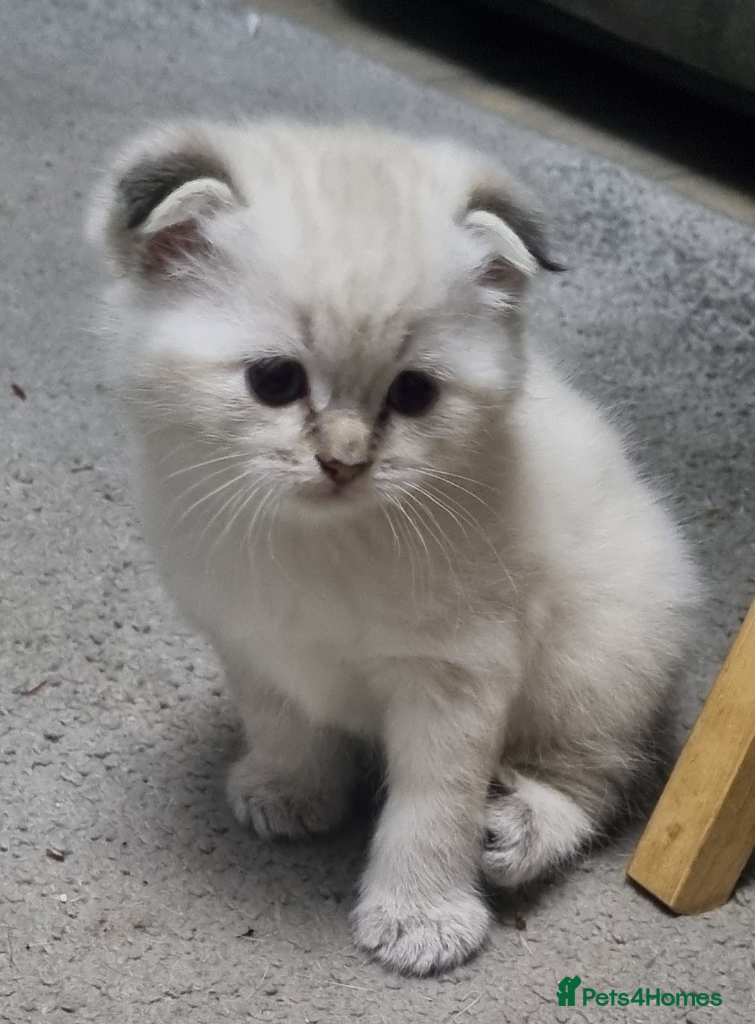 Scottish Fold cats for sale: Scottish Fold kittens x3 - Image 5