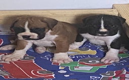 Boxer dogs for sale: Kc Boxer puppy’s bobtail and long licensed breeder - Image 32