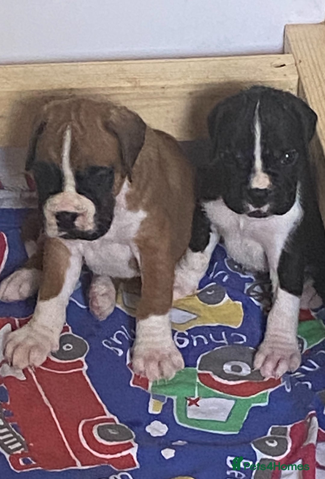 Boxer dogs for sale: Kc Boxer puppy’s bobtail and long licensed breeder - Image 32