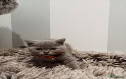 Brazilian Shorthair cats for sale: Beautiful blues Bristh short hair - Image 32