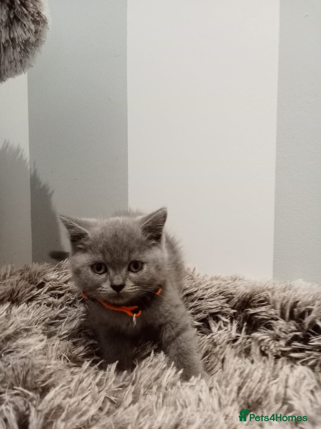 Brazilian Shorthair cats for sale: Beautiful blues Bristh short hair - Image 32