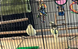 Budgerigars birds for sale: 2 budgies - Advert 2