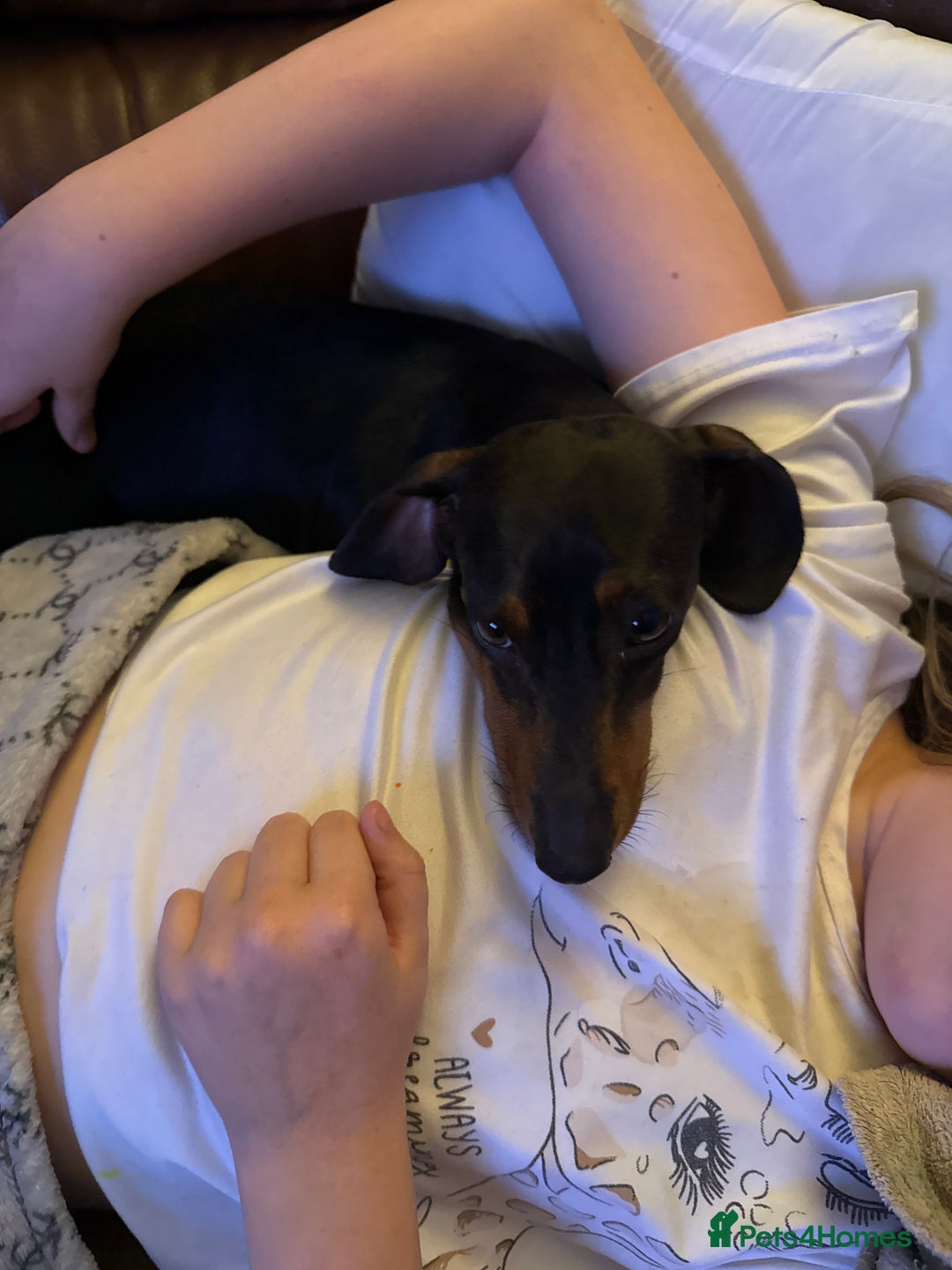 Dachshund dogs for sale: Miniature dachshund puppies 1 girl left - Advert 5