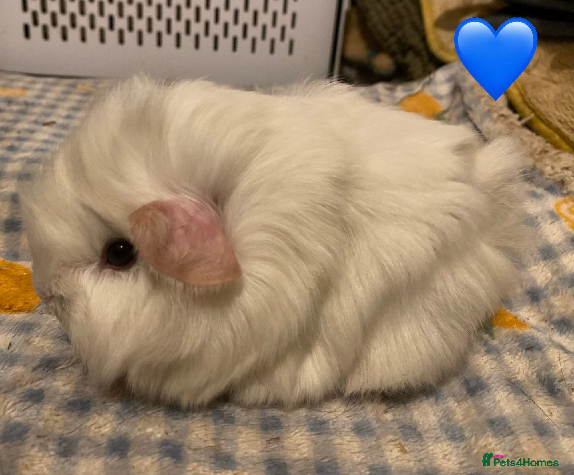 Guinea Pig rodents Gorgeous baby Guinea pigs - Advert 6