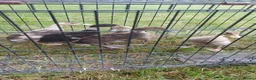 Ducks poultry for sale: Runner Ducklings-unsexed - Advert 1