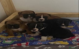 Boxer dogs for sale: Kc Boxer puppy’s bobtail and long licensed breeder - Image 29