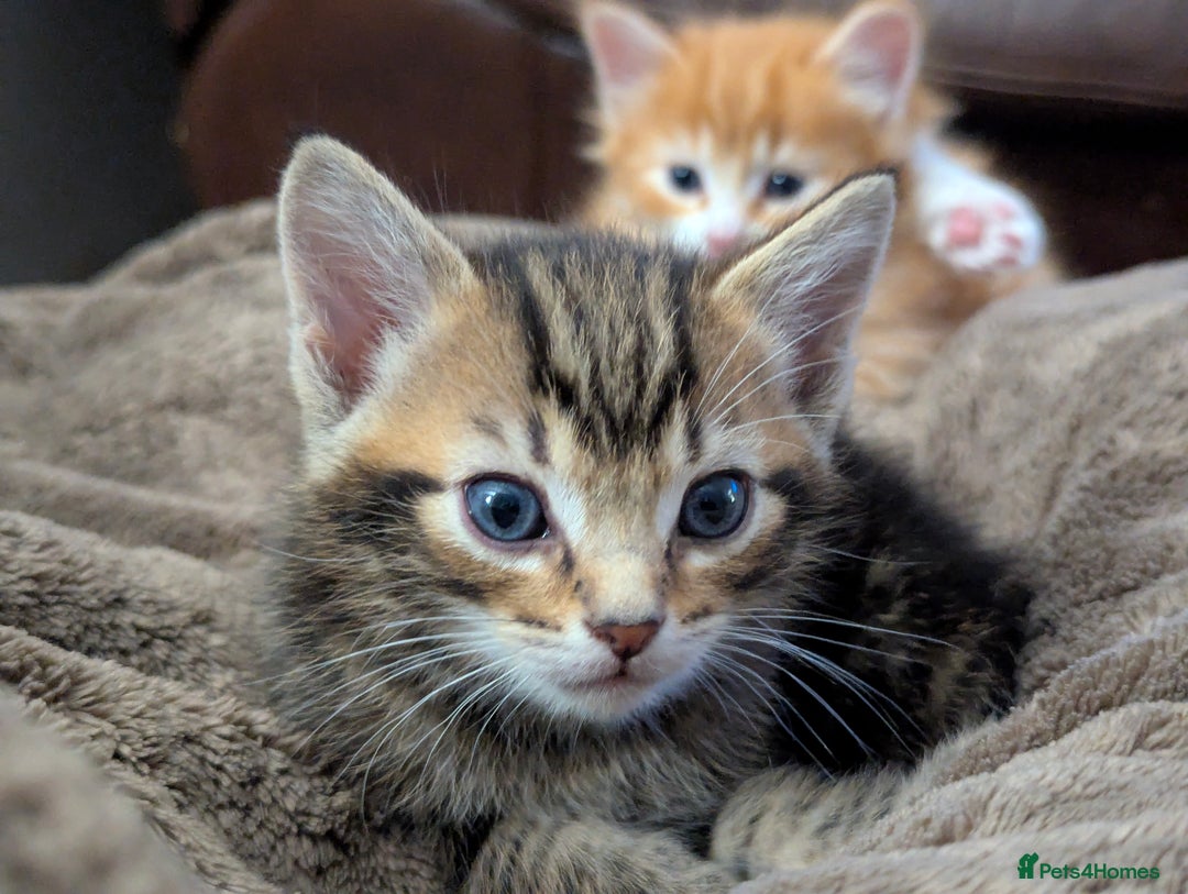 Mixed Breed cats for sale: Gorgeous kittens for sale £250 males £300 females - Advert 25