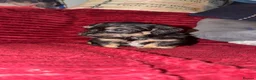 Mixed Breed dogs for sale: Schweenie puppy’s  - Advert 13