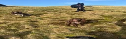 Cocker Spaniel dogs for stud: Working cocker for Stud *proven* - Advert 5