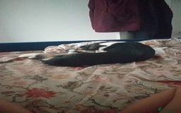 Mixed Breed dogs for sale: Female collie/German shepherd  - Image 2
