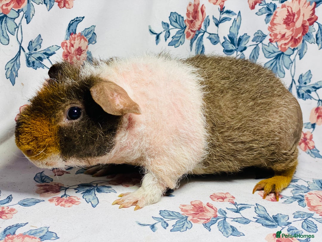 Guinea Pig rodents for sale: Skinny pig and werewolf pair of boys - Advert 7