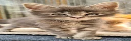 Maine Coon cats for sale: Pedigree tica mainecoon kittens - Advert 17