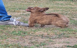 Mixed Breed dogs for sale: Chocolate frenchie X Chow carrying pink  - Image 21