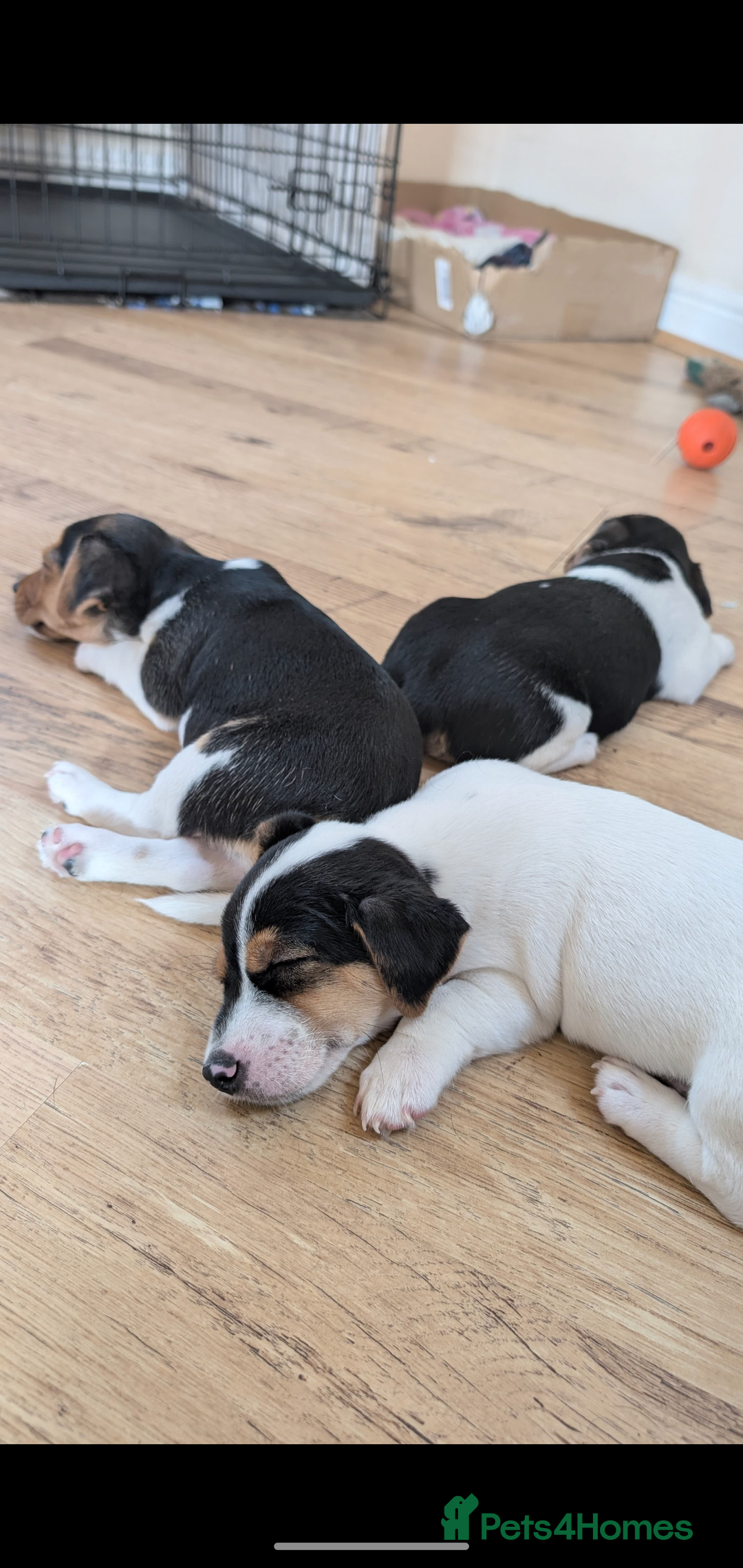 Jack Russell dogs for sale: Chunky Confident Terrier Pups for 5* Active Homes - Image 6