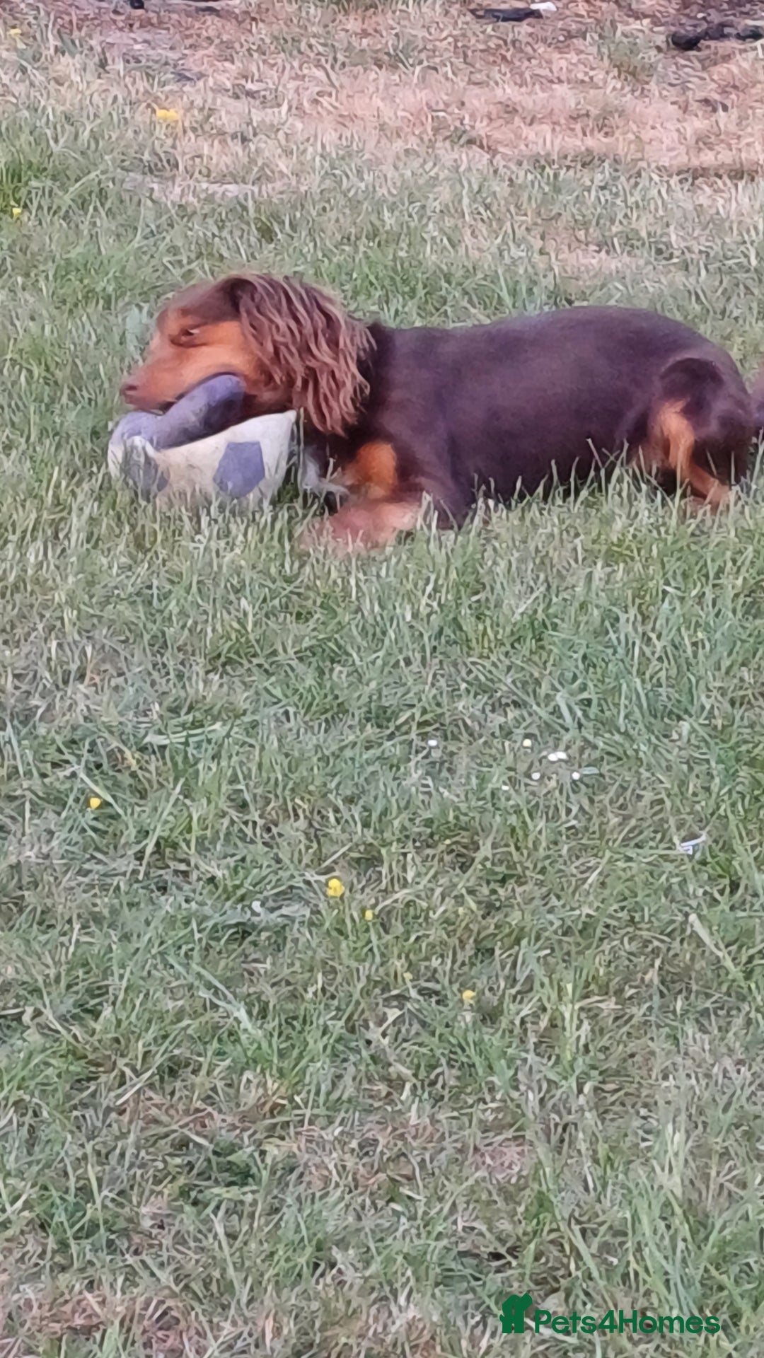 Mixed Breed dogs for sale: Loving springer x cocker 2 years old - Image 3