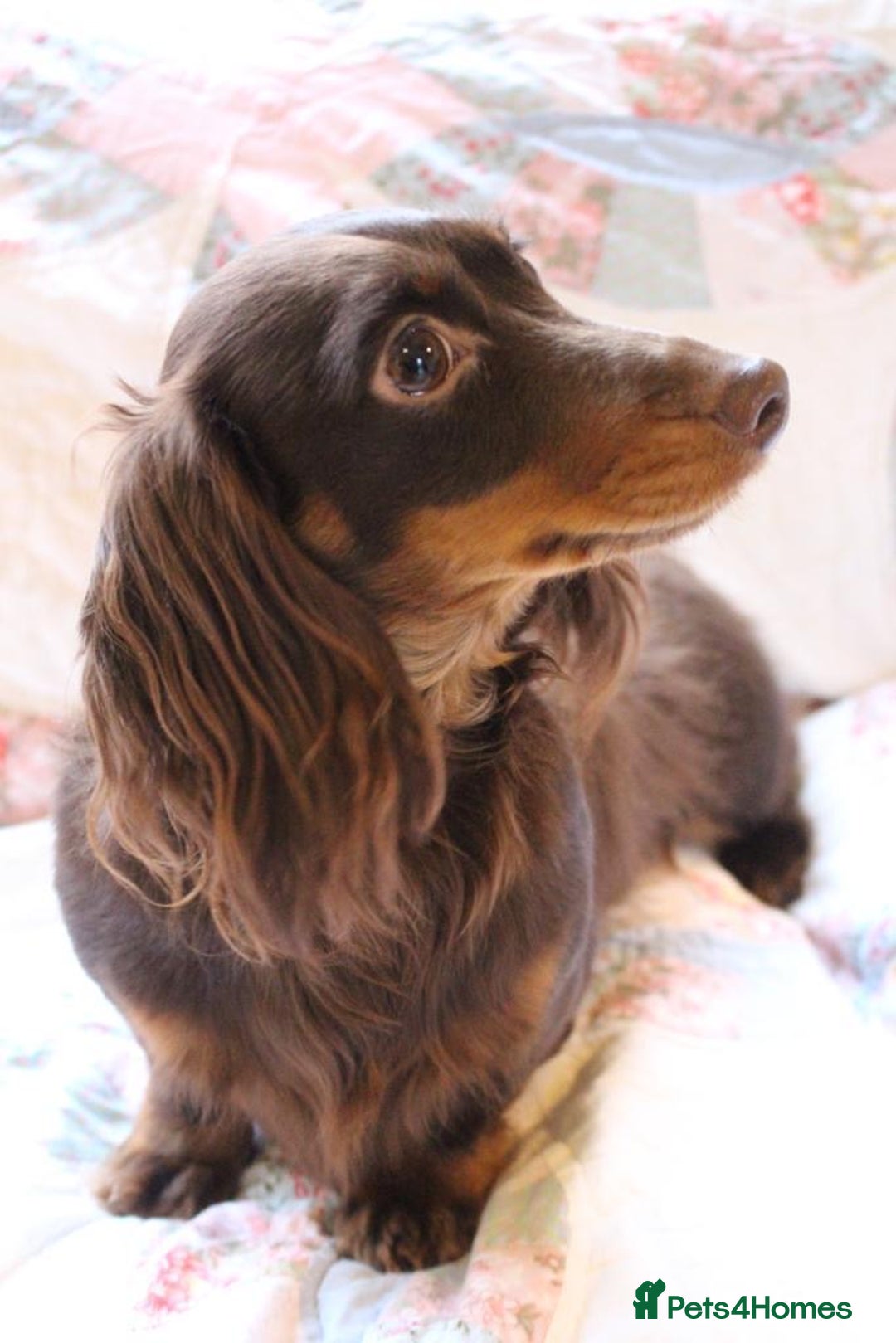 Miniature Dachshund dogs for sale: Adorable Longhaired Miniature Dachshund Puppies - Image 16