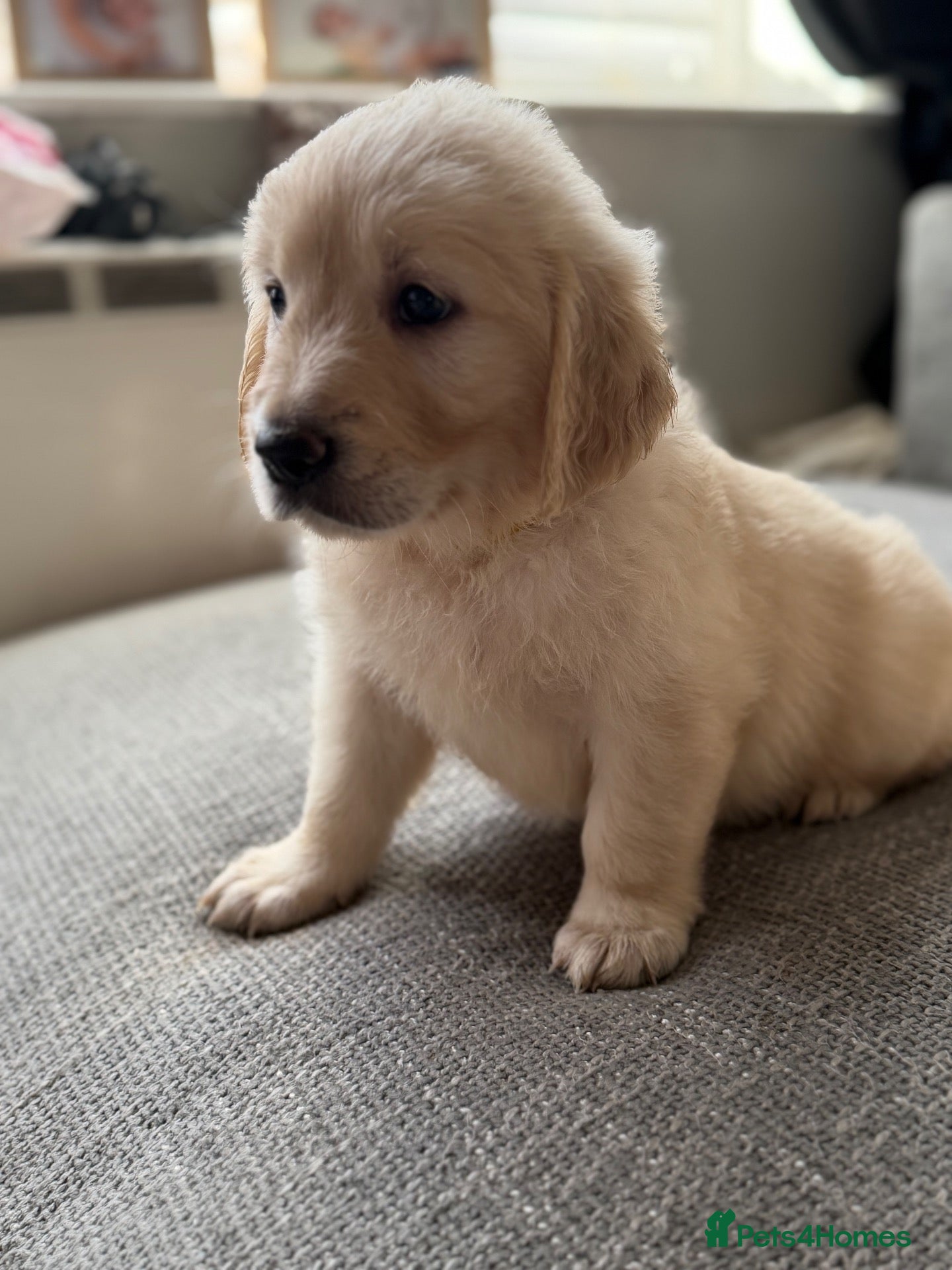 Golden Retriever dogs Hallie’s beautiful golden retriever pups  - Advert 9