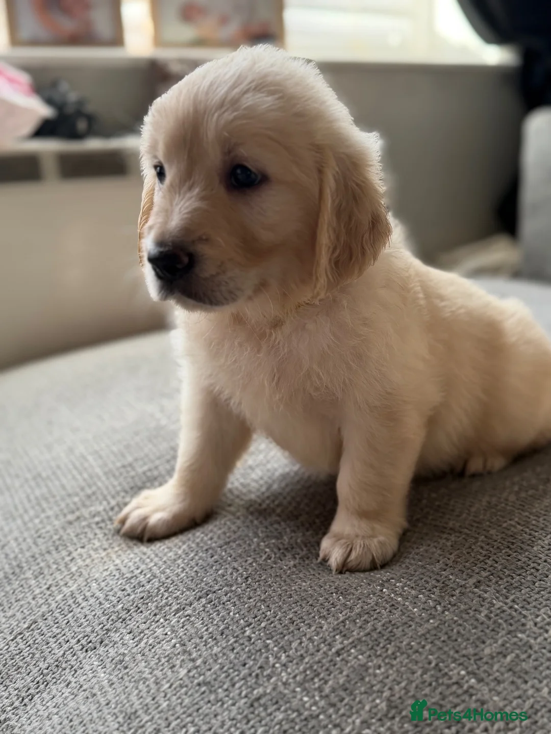 Golden Retriever dogs for sale: Hallie’s beautiful golden retriever pups  - Advert 1