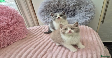 British Shorthair cats - Advert 6