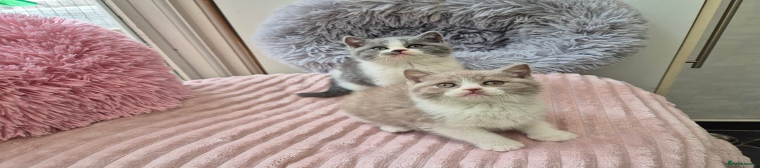 British Shorthair Fawn White
