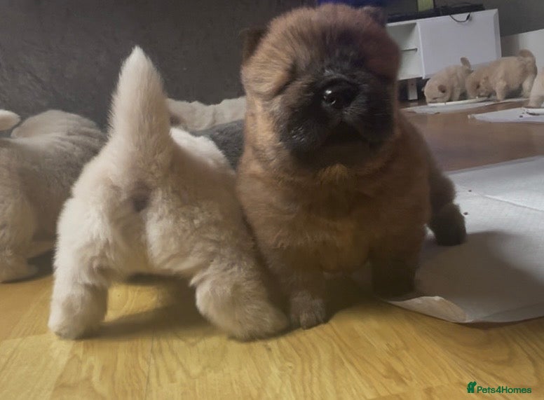 Chow Chow dogs Beautiful Kc registered chow chow puppies - Advert 12