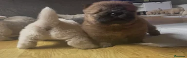 Chow Chow Puppy 3