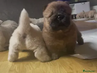 Chow Chow dogs Beautiful Kc registered chow chow puppies - Advert 4