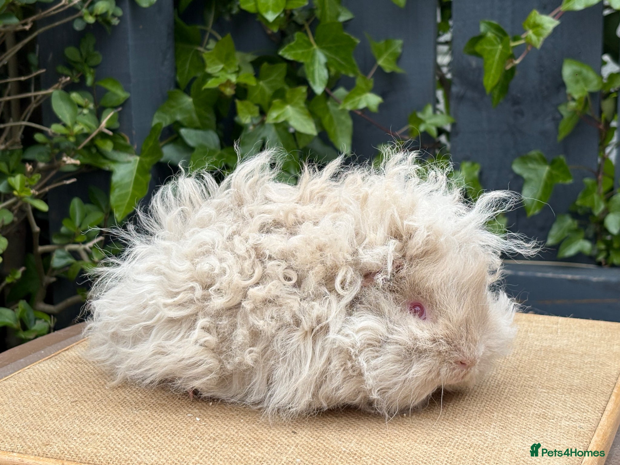 Guinea Pig rodents for sale: Purebred Lunkarya - Advert 18