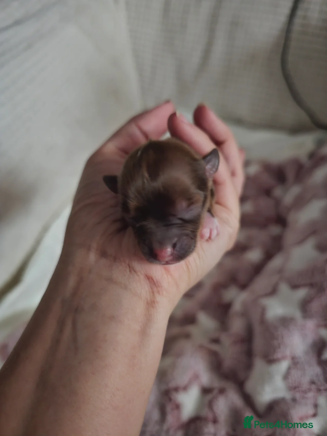 Jack Chi dogs for sale: Jack x chi pups - Advert 2