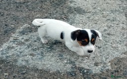 Jack Russell dogs for sale: Jack Russell Puppies  - Image 7