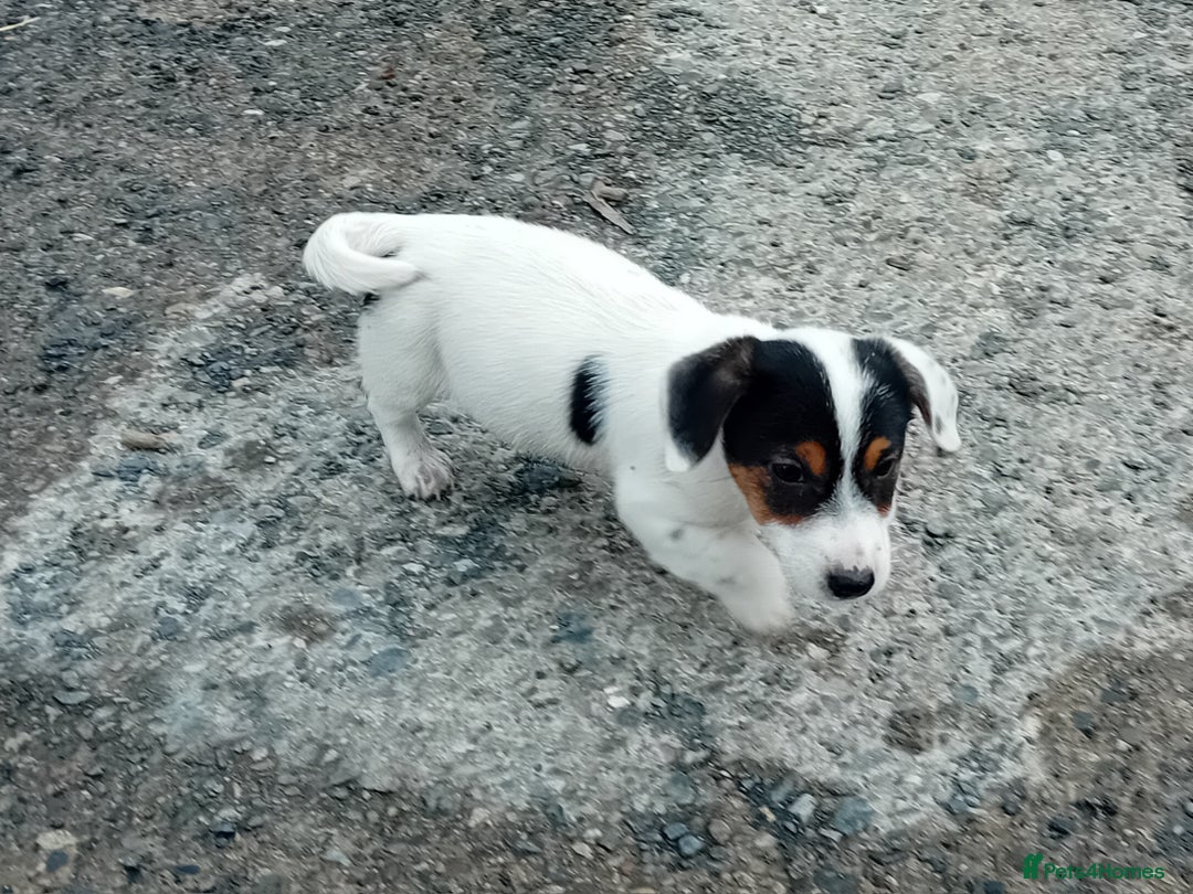 Jack Russell dogs for sale: Jack Russell Puppies  - Image 7