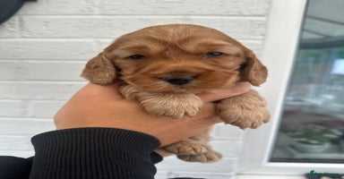 Cockapoo dogs - Advert 16