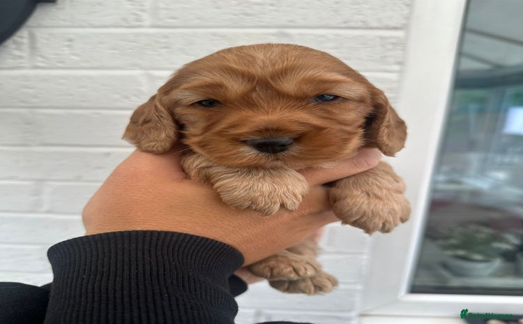 Cockapoo dogs for sale - Advert 2