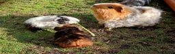 Guinea Pig rodents for sale: Beautiful baby girl piggies  - Advert 14