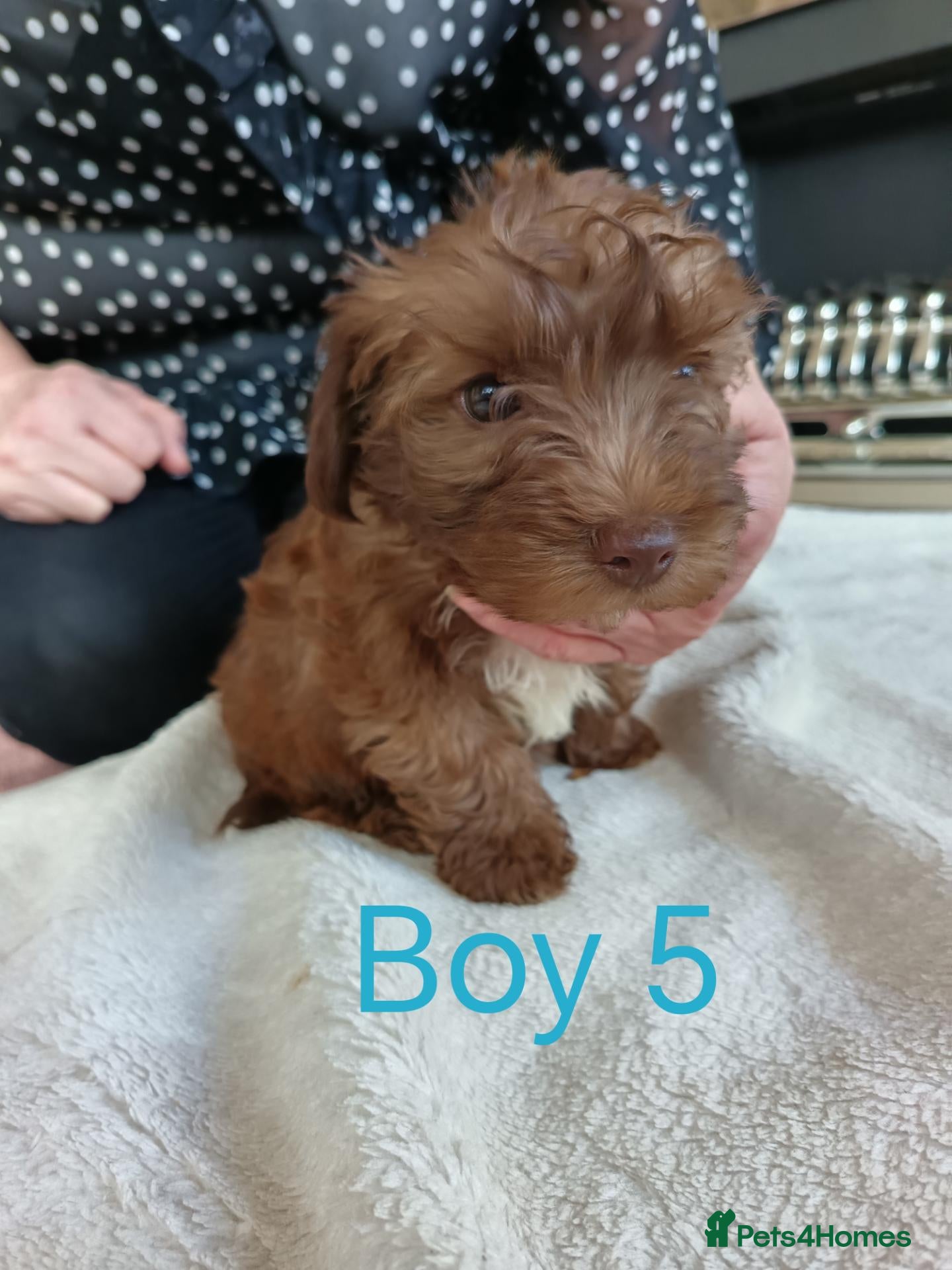 Norfolk Terrier dogs for sale: Norfolk Terrier Puppies - Advert 20