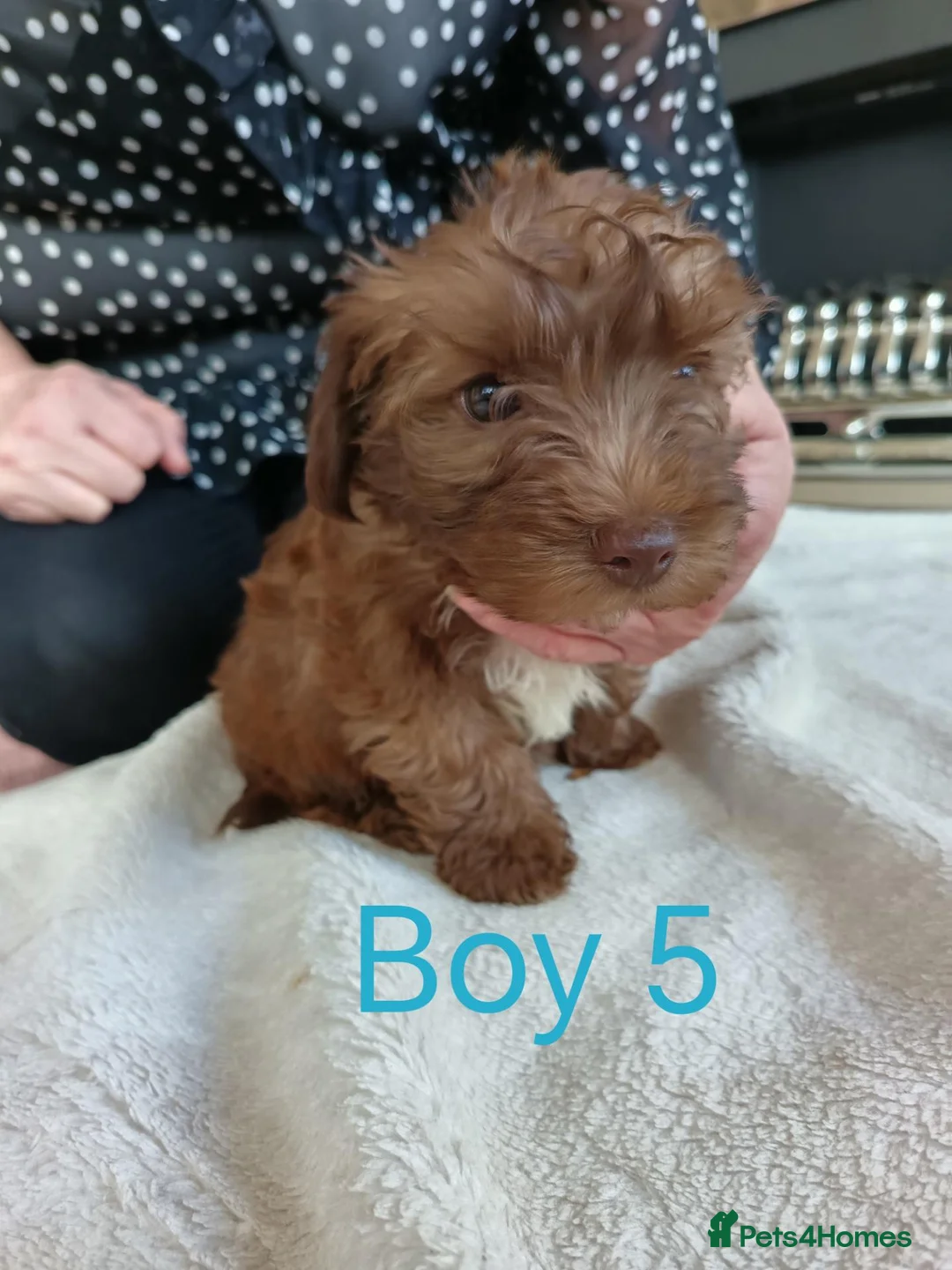 Norfolk Terrier dogs for sale: Norfolk Terrier Puppies - Advert 1