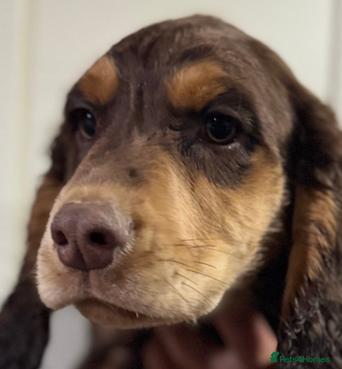 Sprocker dogs Healthy checked DNA clear stunning happy pups - Advert 2