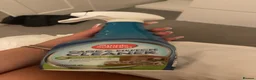 Gerbil rodents for sale: Pair of male gerbils  in Pevensey - Advert 11