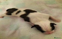 Mixed Breed dogs for sale: Cute litter of puppies  - Image 8