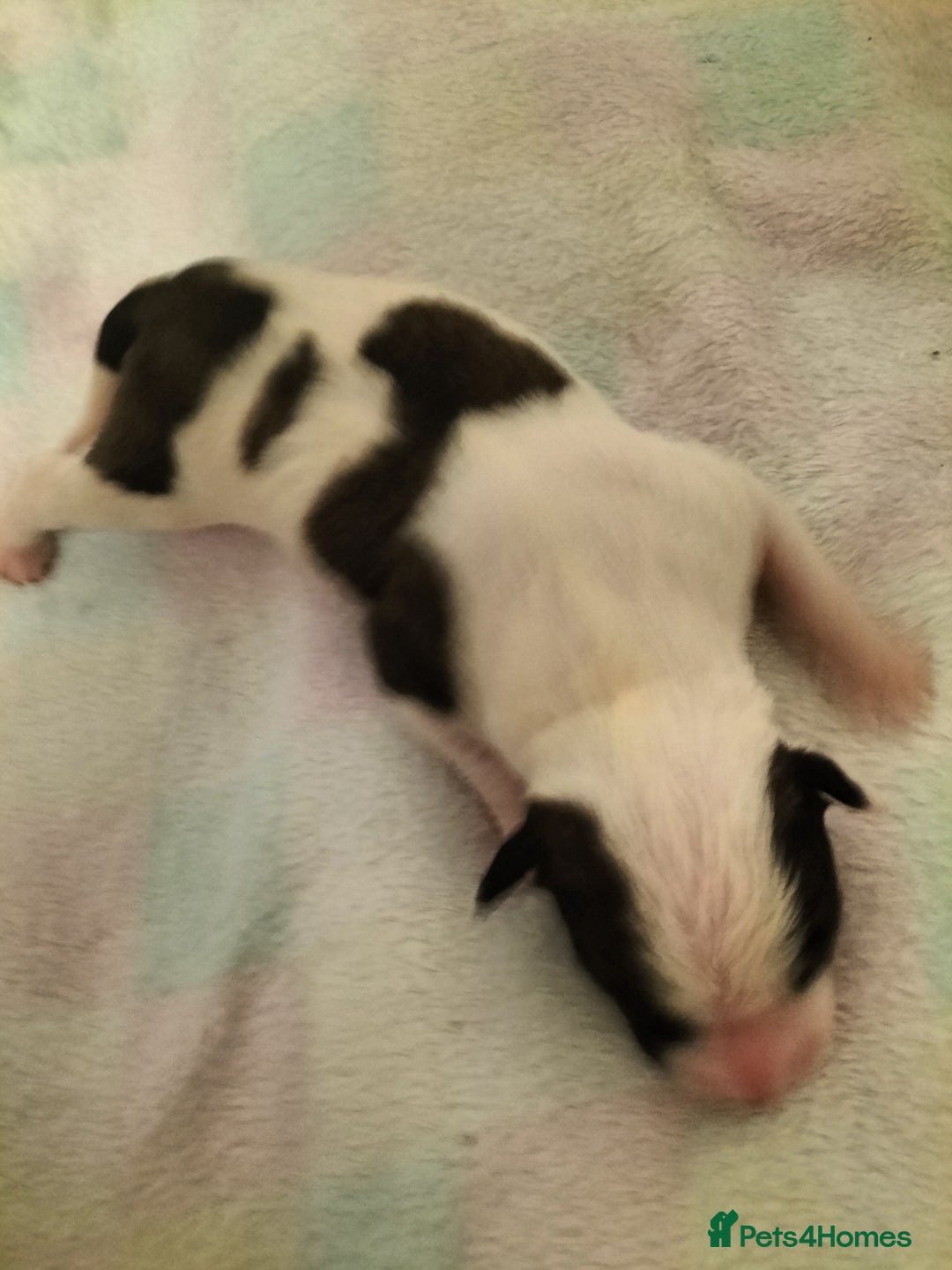 Mixed Breed dogs for sale: Cute litter of puppies  - Image 8