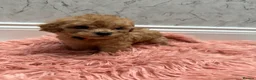 Cavapoo dogs for sale: Stunning Cavapoo Puppies - Advert 16