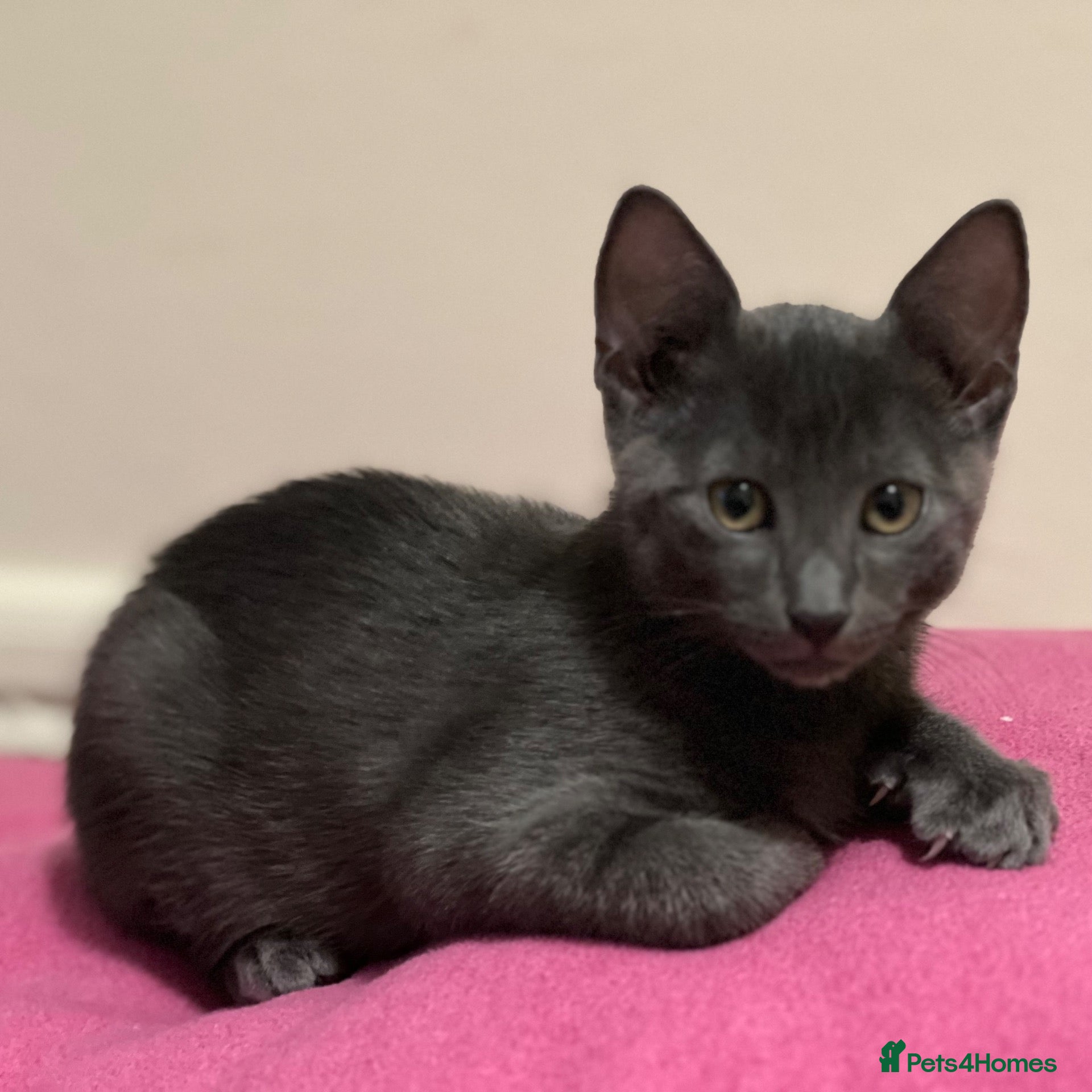 Russian Blue cats Gorgeous Russian Blue kitten - Advert 16