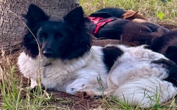 Welsh Corgi Cardigan dogs for adoption: BiBi – The Forgotten Soul Who Almost Lost her life - Image 4
