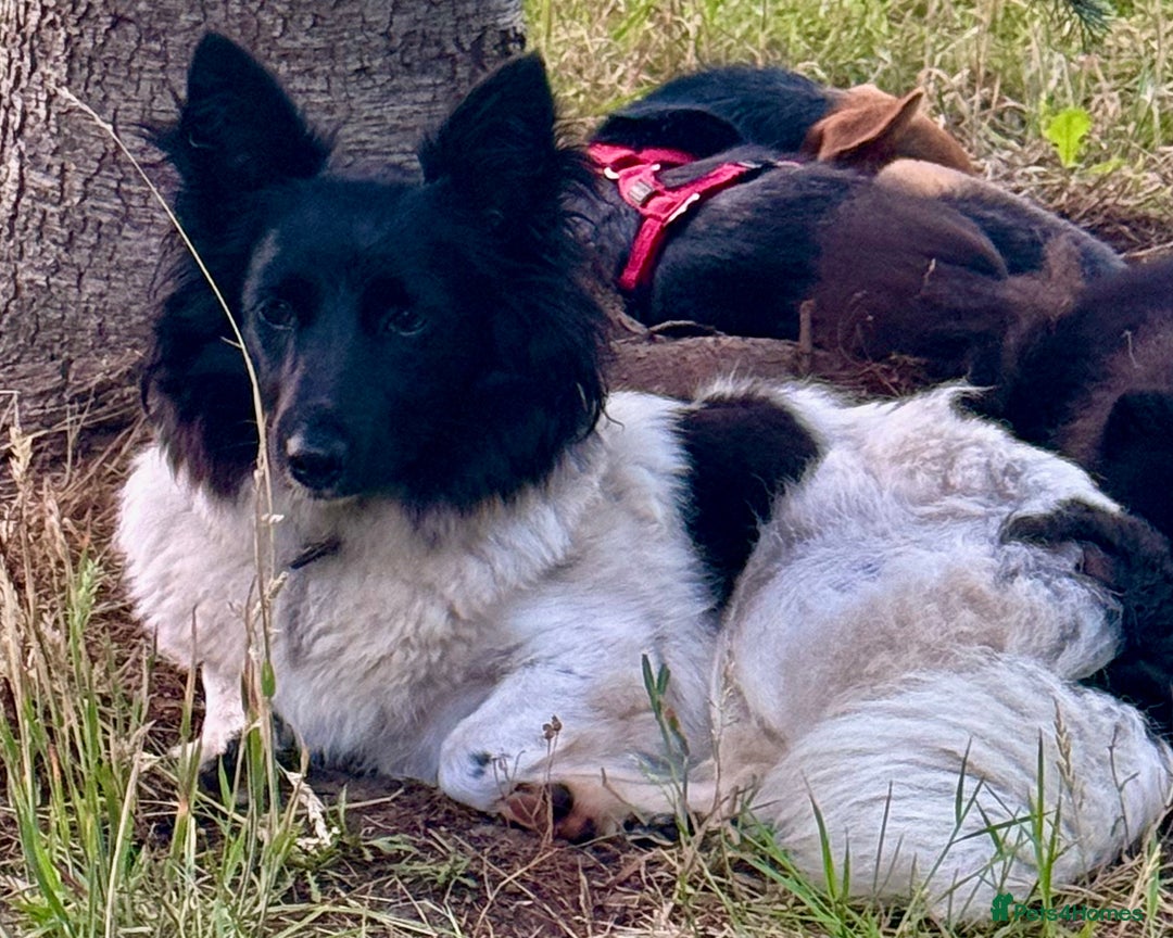 Welsh Corgi Cardigan dogs for adoption: BiBi – The Forgotten Soul Who Almost Lost her life - Image 4