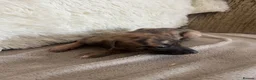 Whippet dogs for sale: Beautiful Whippet Puppies  - Advert 6