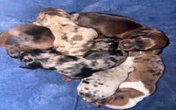 Miniature Dachshund dogs for sale: Miniature dachshunds  - Image 1