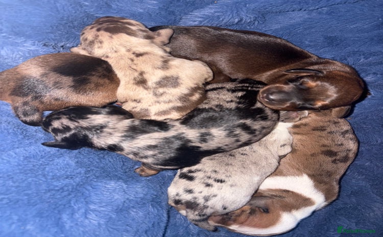 Miniature Dachshund dogs - Advert 10